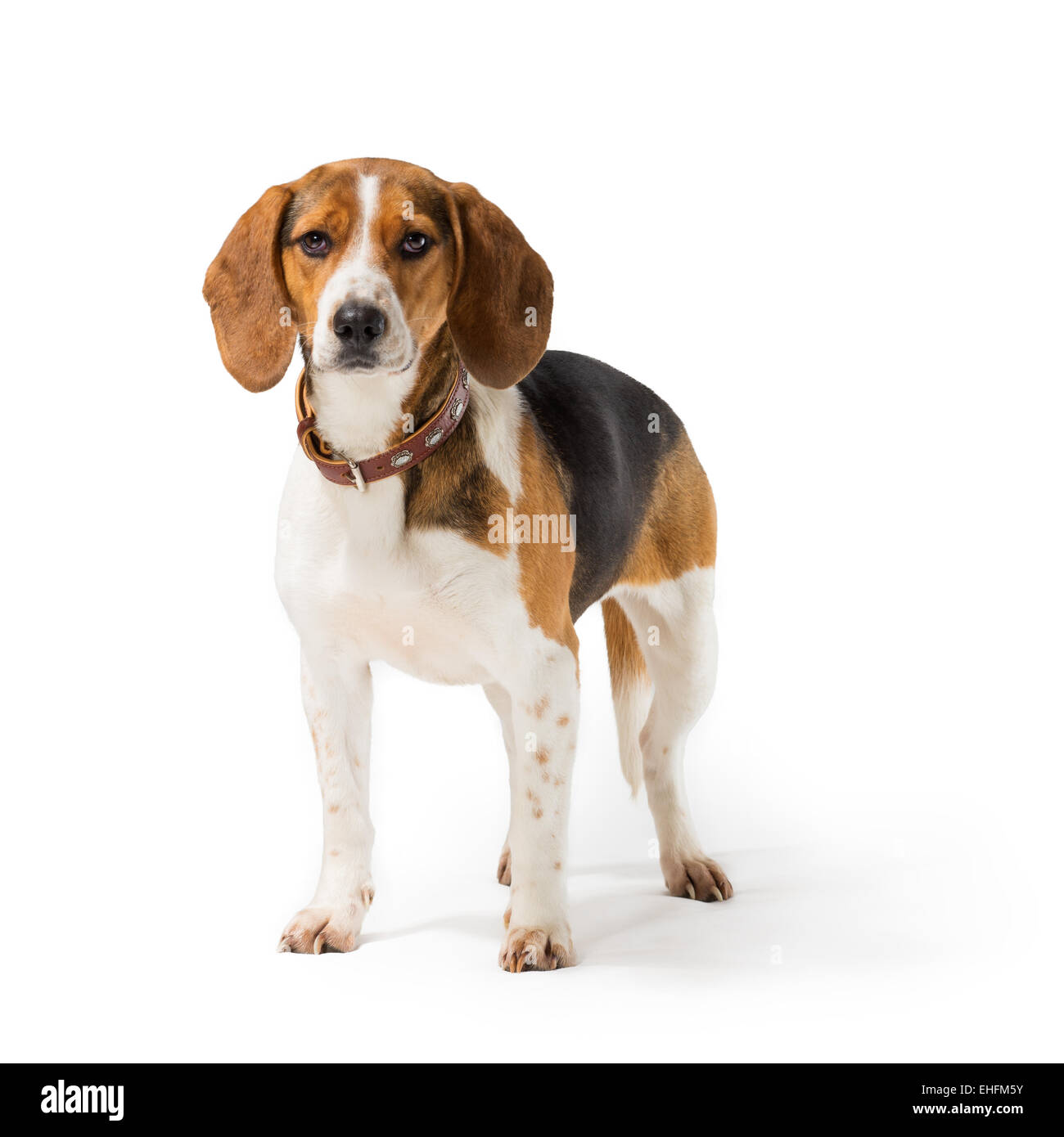 Cane Beagle isolati su sfondo bianco Foto Stock