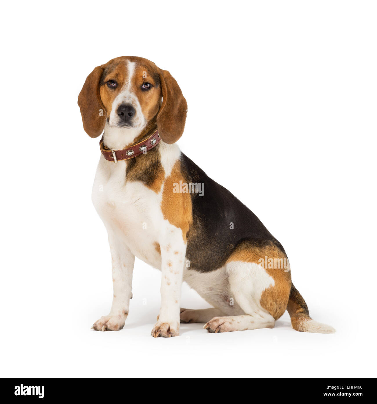 Cane Beagle isolati su sfondo bianco Foto Stock