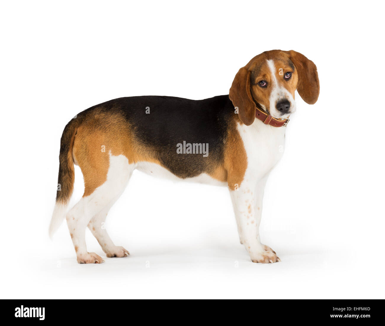 Cane Beagle isolati su sfondo bianco Foto Stock