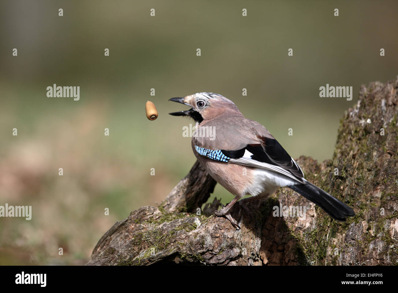 Eurasian Jay Garrulus glandarius, cattura acorn Foto Stock