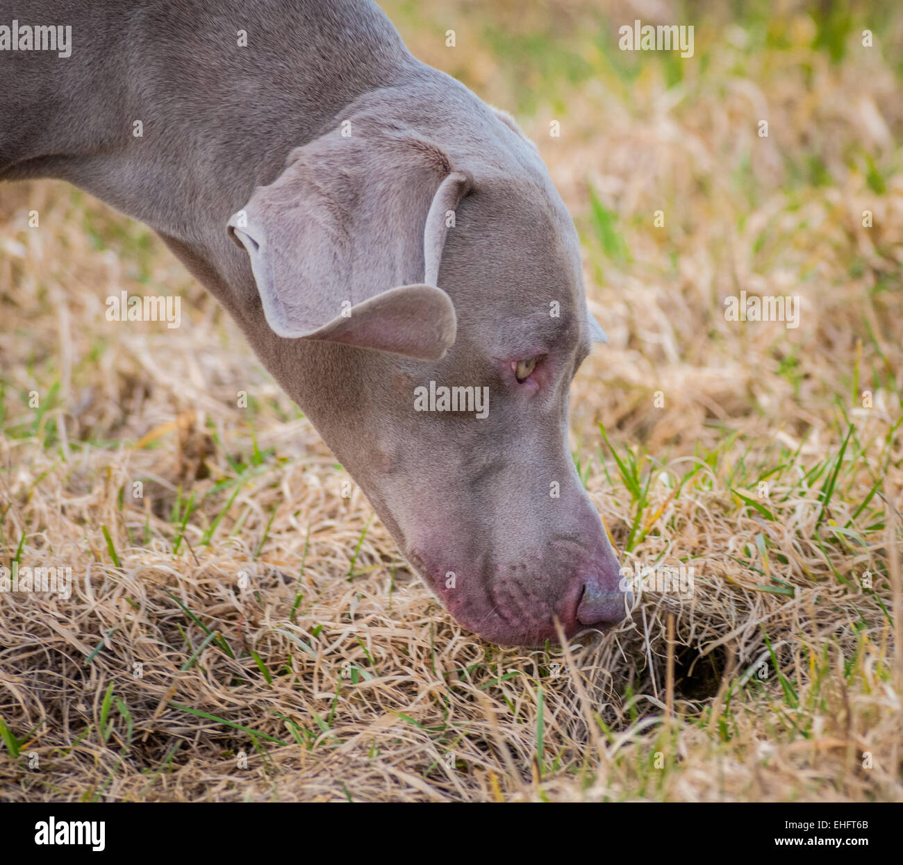 Un cane Weimaraner, che è una pistola di lavoro cane di razza come pure essendo una buona famiglia pet, originari dalla Repubblica federale di Germania Foto Stock