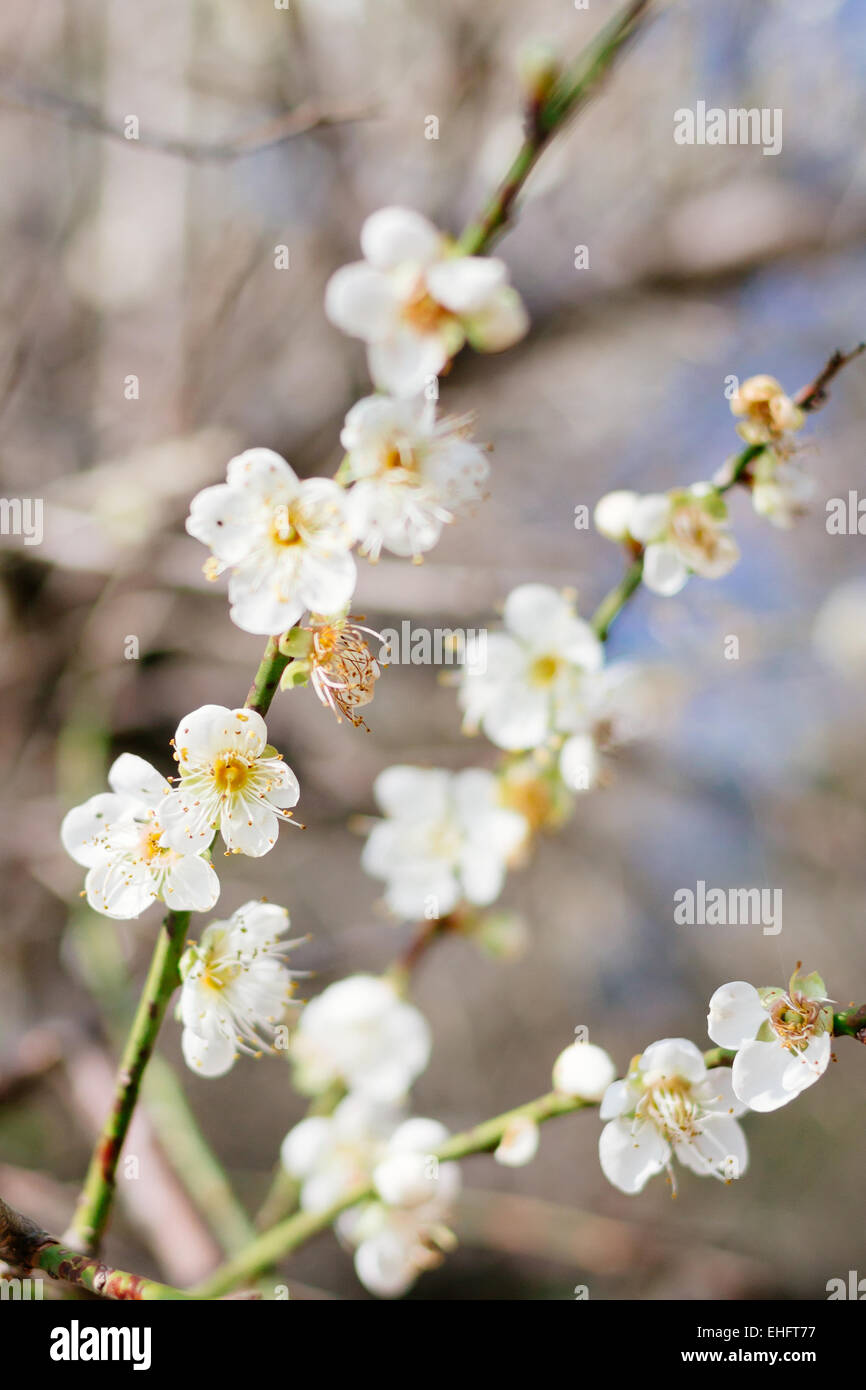 Albero di prugna Fiore fiore Foto Stock