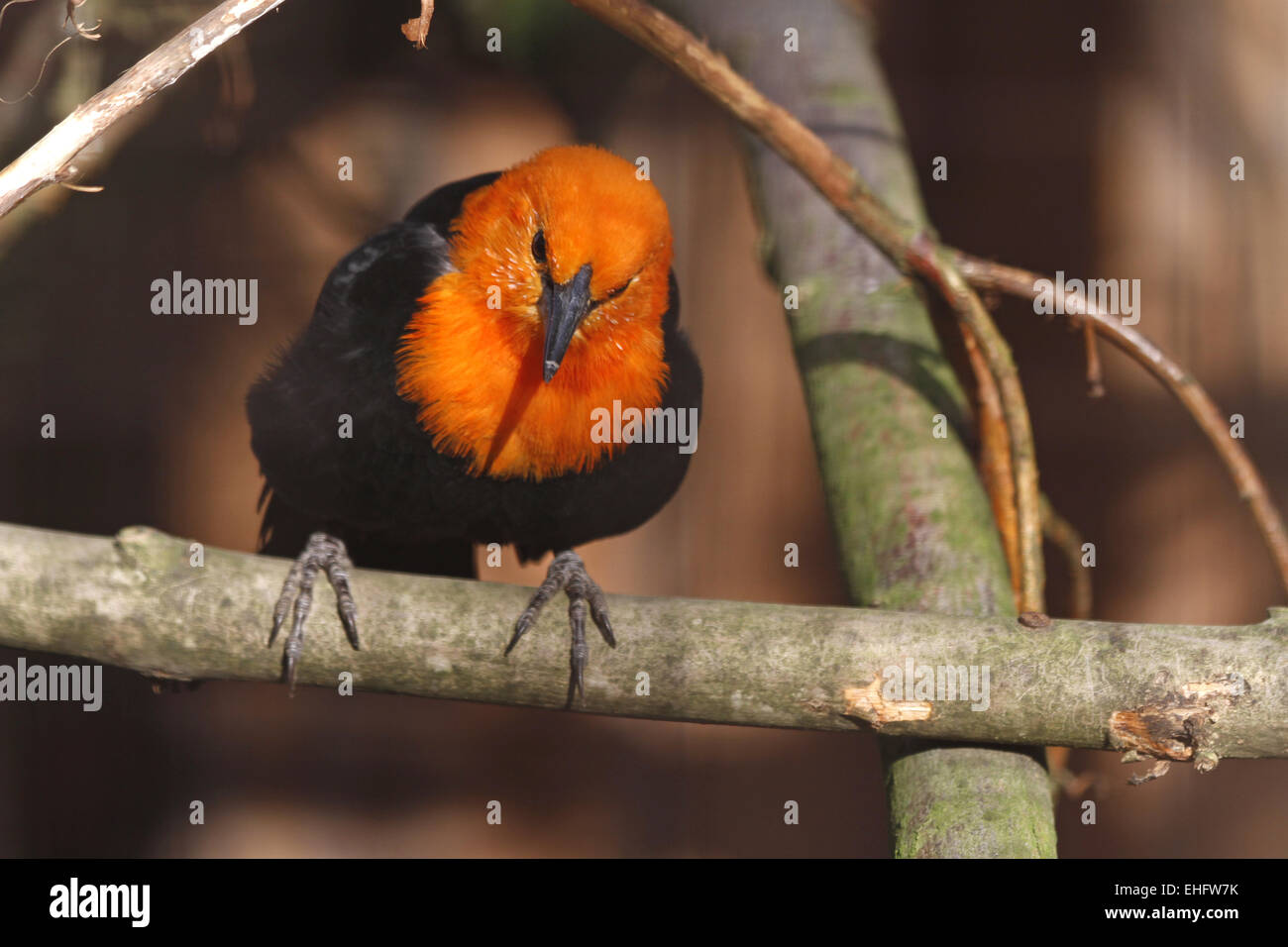 Scarlet-guidato blackbird Foto Stock