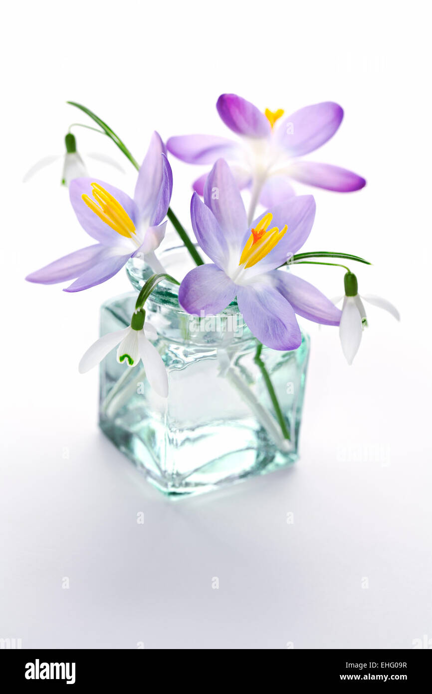Galanthus nivalis e Crocus - Bucaneve e crochi in vaso su sfondo bianco Foto Stock