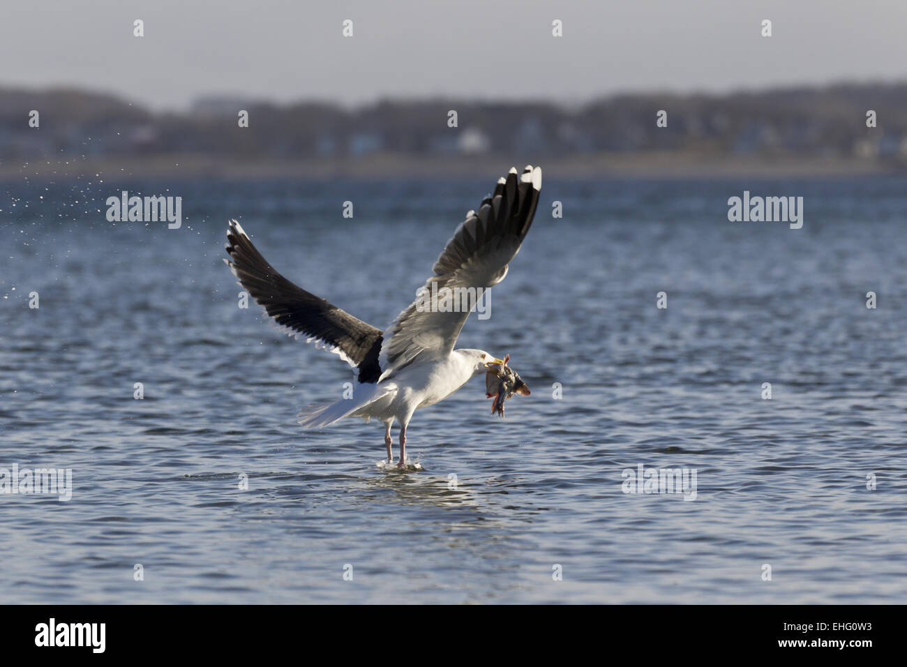 Aringa gabbiano (Larus argentatus) in volo) Foto Stock