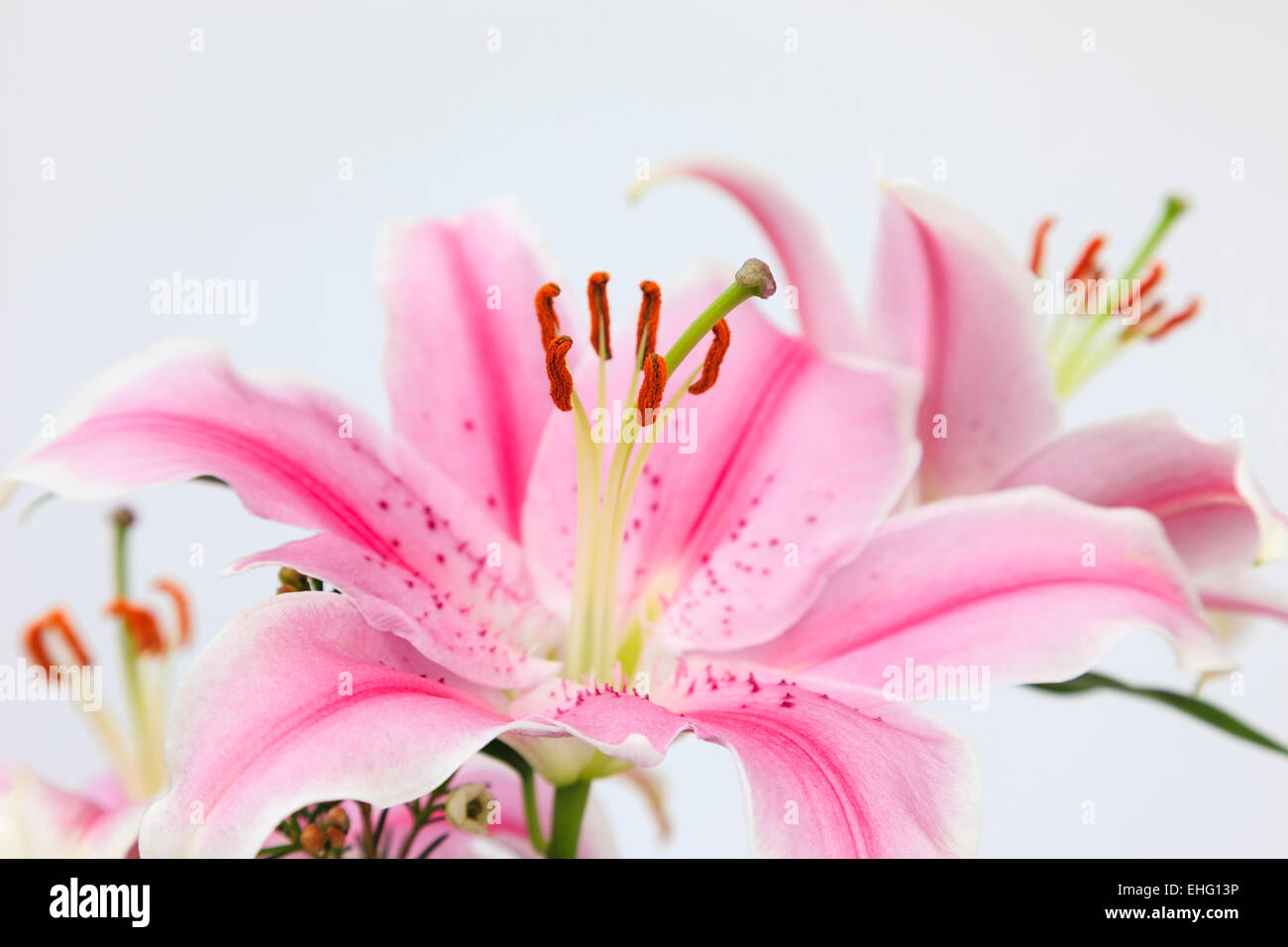 Giglio colore rosa fiori in close-up focalizzata sul antere su sfondo bianco. Foto Stock