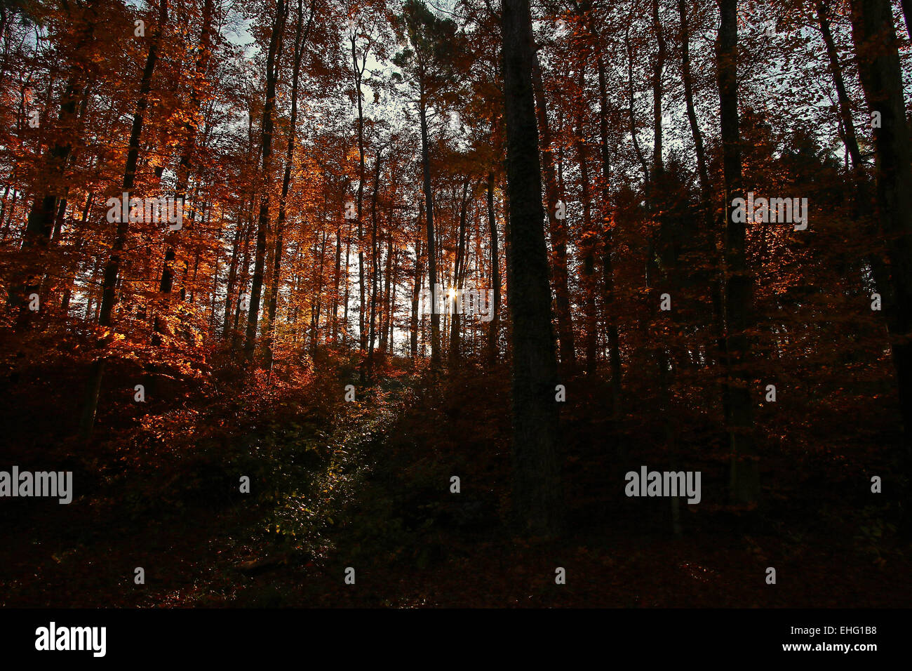 Sunrise attraverso una fitta foresta di autunno Foto Stock