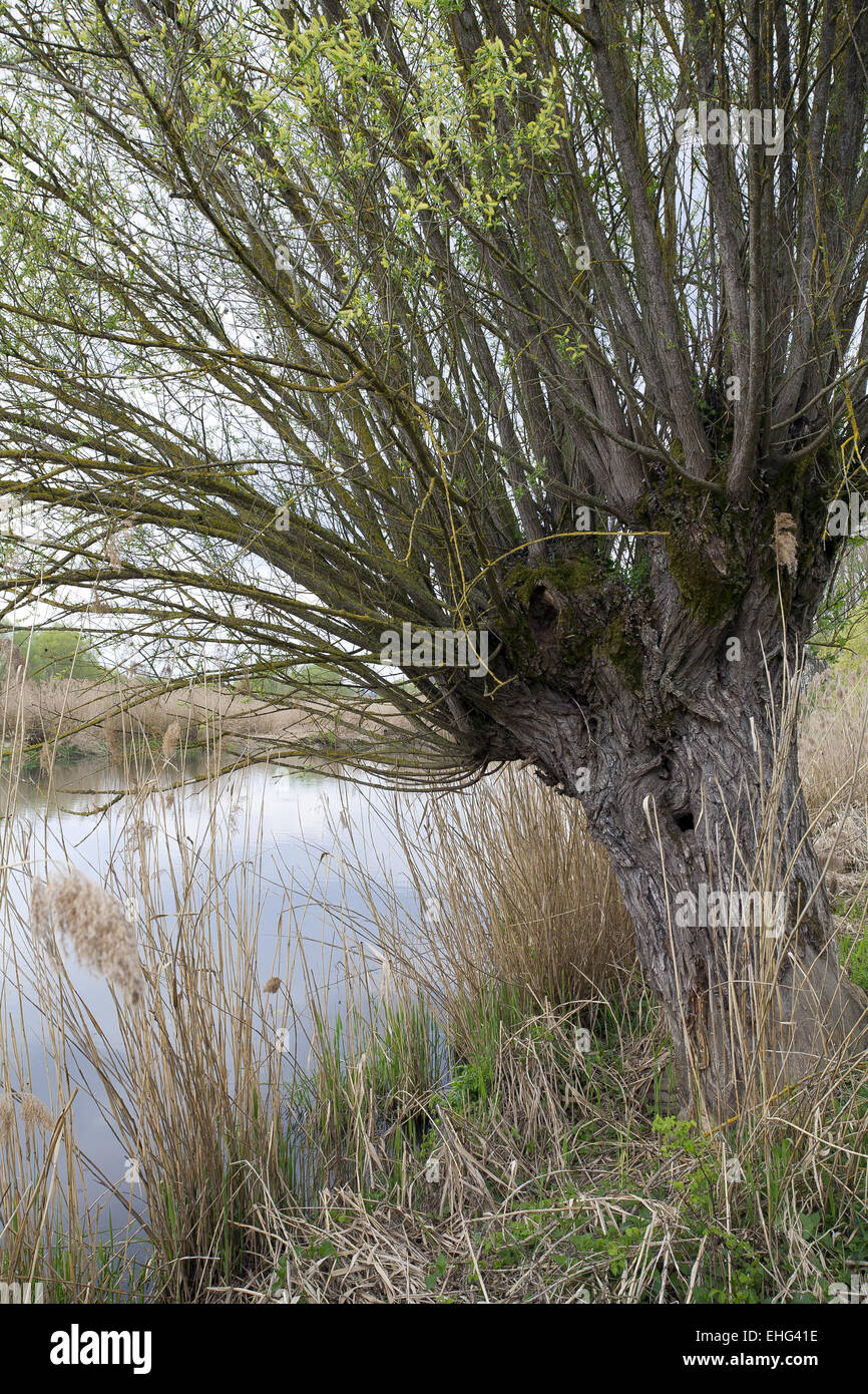 Salix viminalis, comune vimini Foto Stock