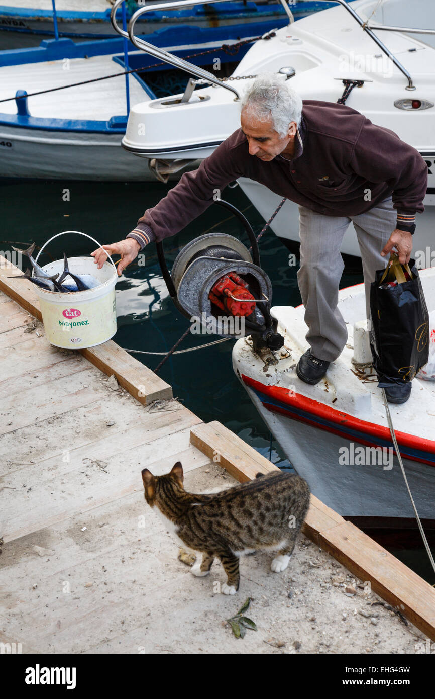 Un gatto orologi un pescatore di scaricare la sua cattura a (Girne Kyrenia), la parte settentrionale di Cipro Foto Stock