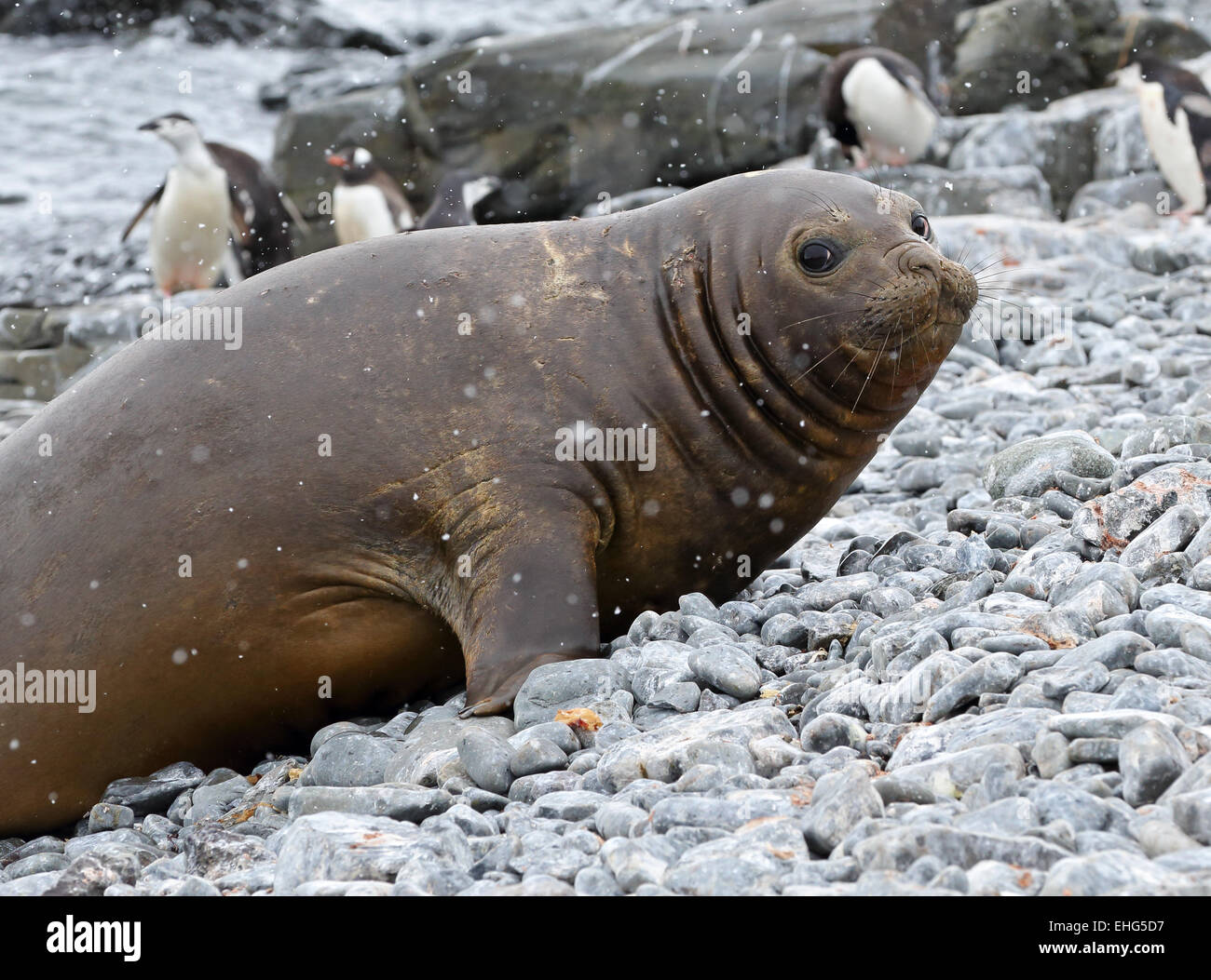 Elefante marino del sud (Mirounga leonina) femmina, Penisola Antartica, Antartide Foto Stock