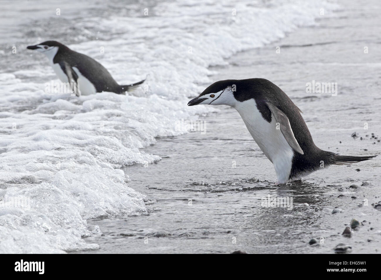 Due pinguini Chinstrap entrare in acqua, isola Aitcho, Penisola Antartica, Antartide Foto Stock