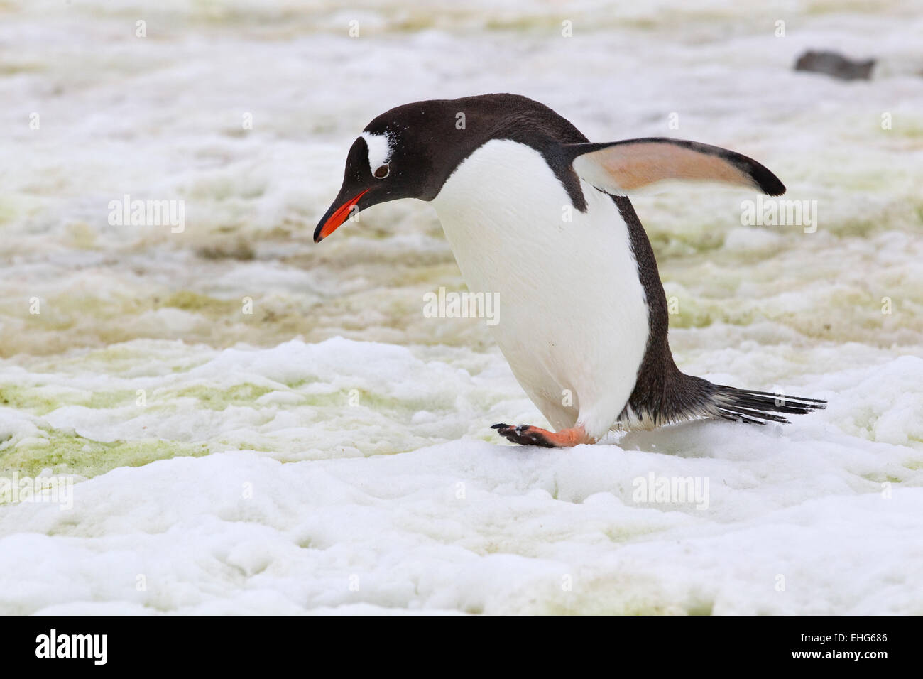 Pinguino Gentoo passeggiate sulla neve e ghiaccio in Antartide, Penisola Antartica Foto Stock