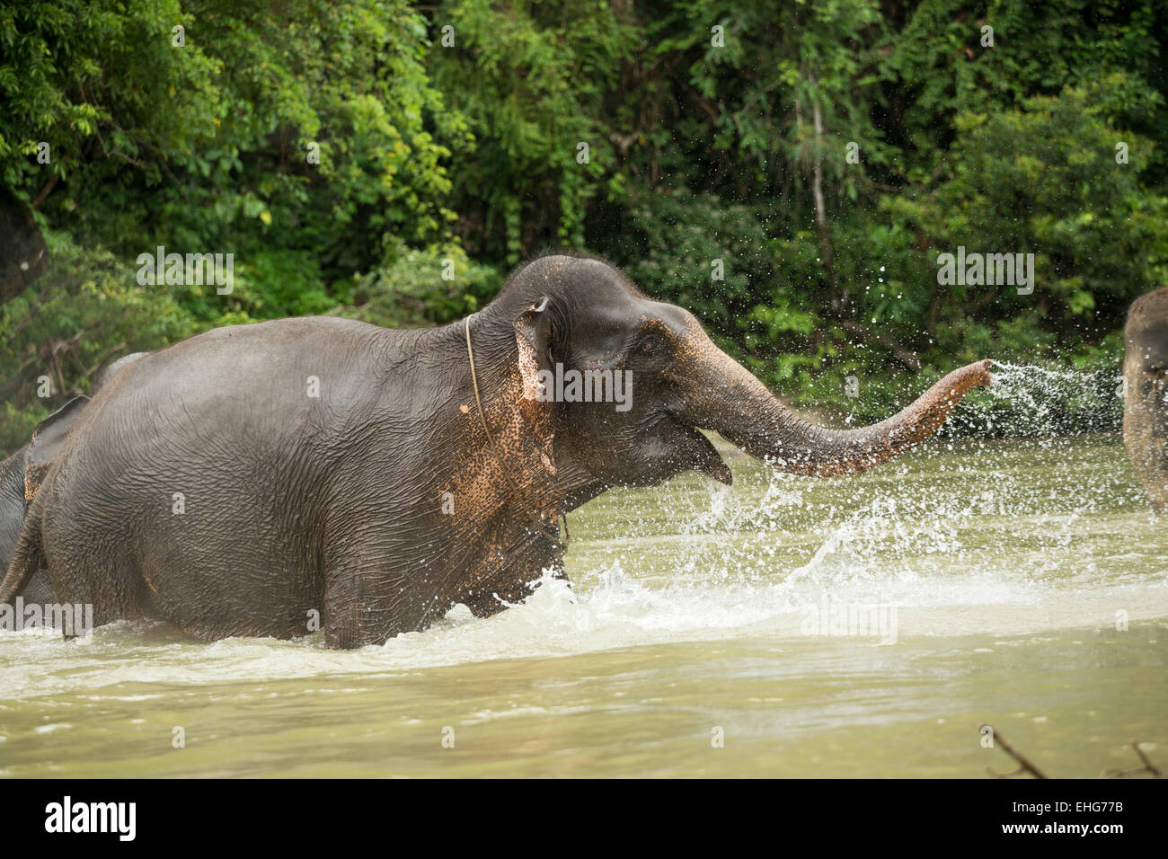 Sumatra Sumatra Indonesia elefanti in via di estinzione Foto Stock