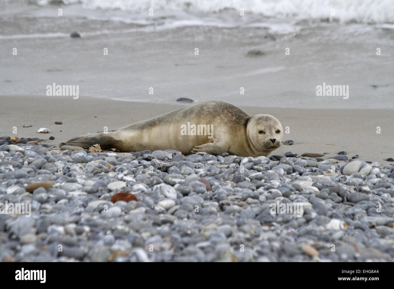 cucciolo di foca grigia Foto Stock