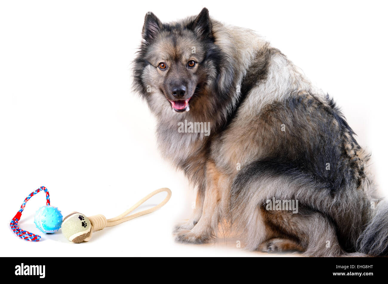 Keeshond dog portrait studio fotografico Foto Stock