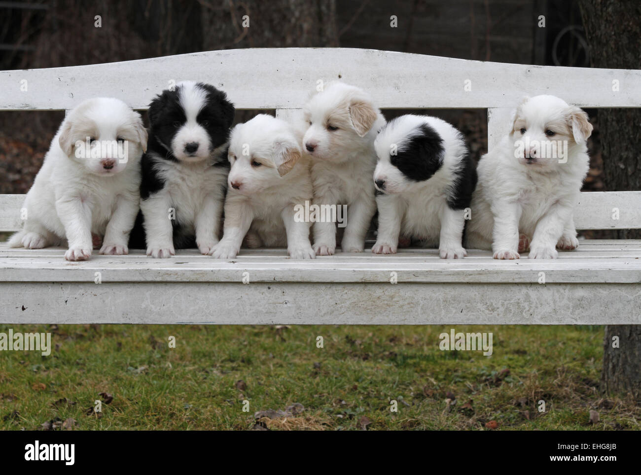 Puppys (Border Collies) Foto Stock