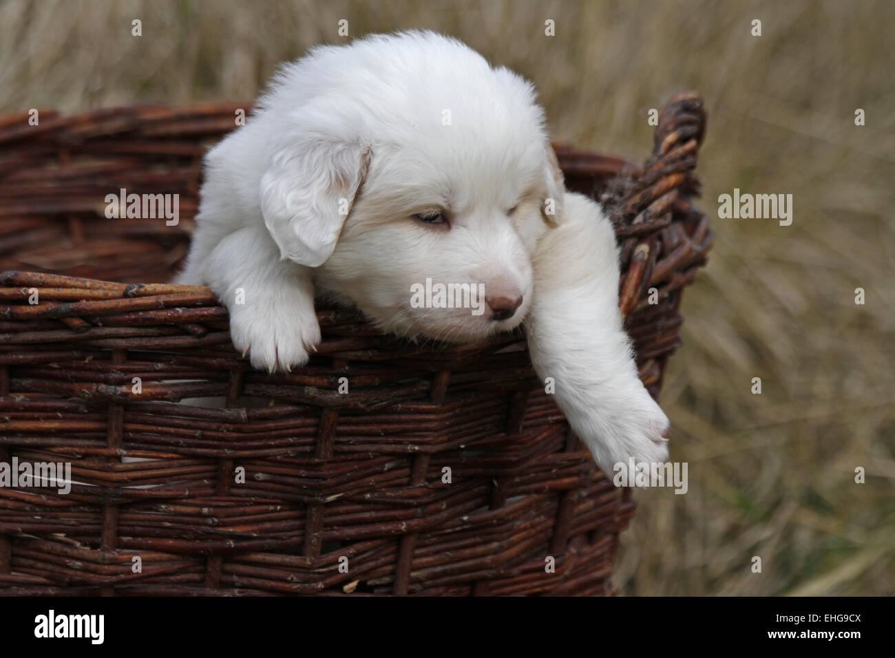 Cucciolo (Border Collie) Foto Stock