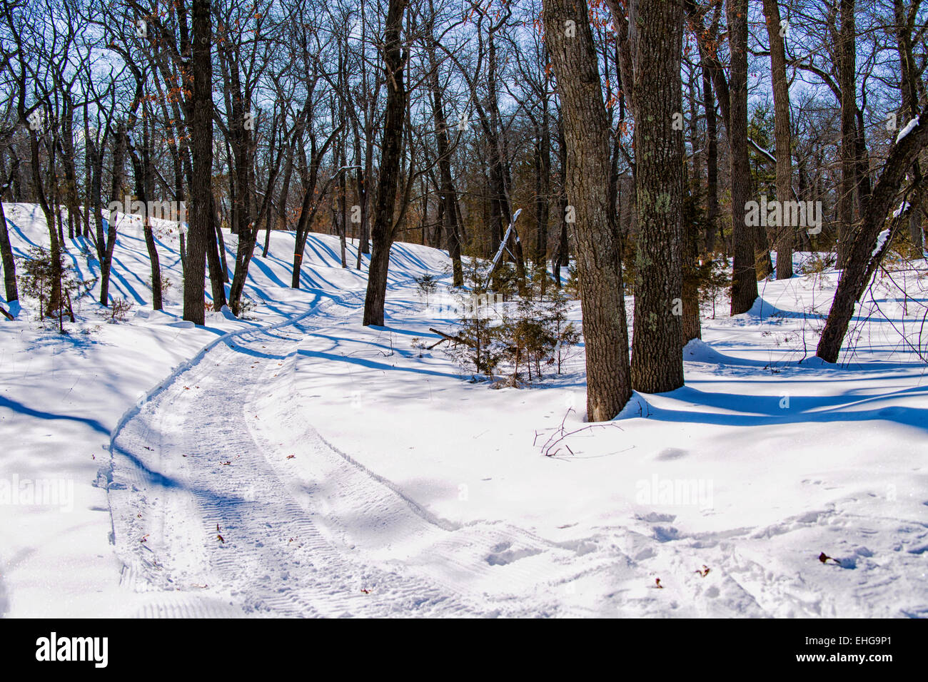 Motoslitta via nel bosco di latifoglie. Foto Stock