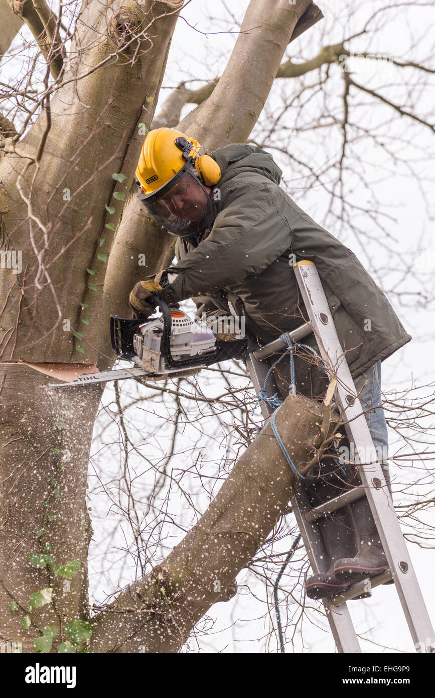 Tree chirurgo in abbigliamento protettivo in rame faggio torna a fresare grossi rami in primavera. Foto Stock