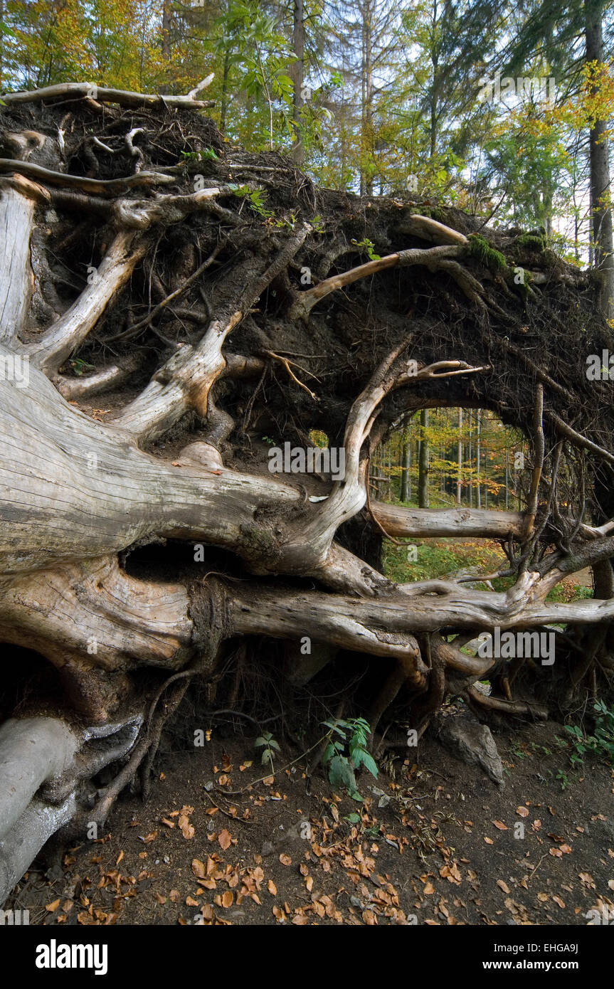 Sradicati Europeo di faggio (Fagus sylvatica) esporre le sue radici di albero a causa di forti venti di tempesta uragano Foto Stock
