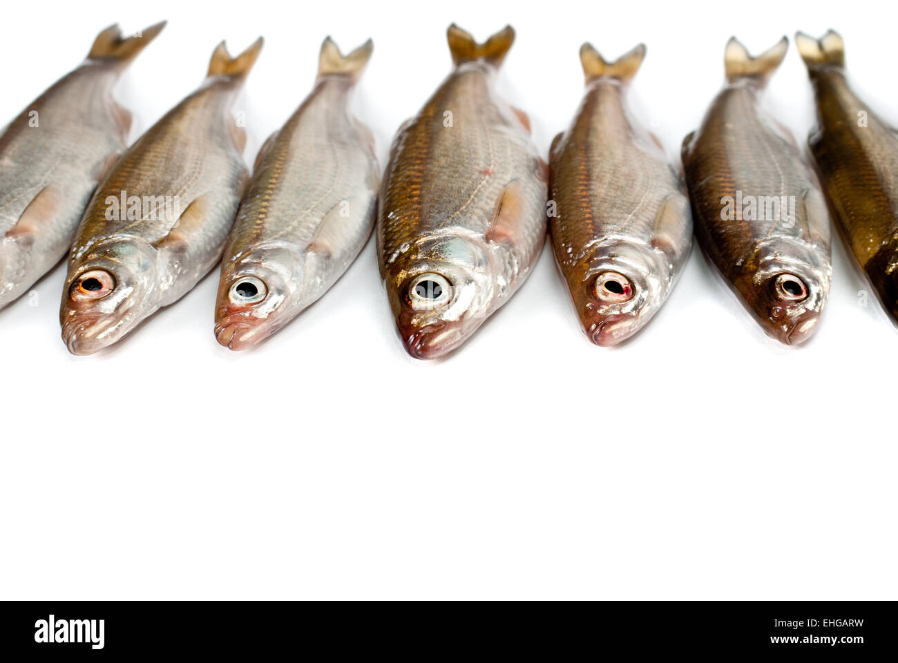 Piccoli pesci sfondo Foto Stock