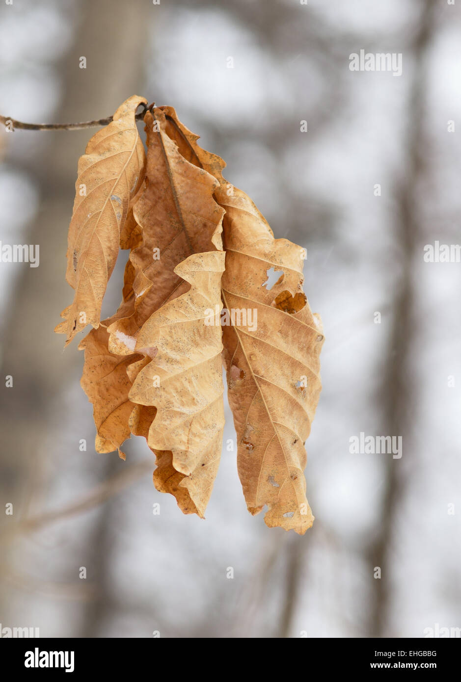 Foglio a secco di una quercia Foto Stock