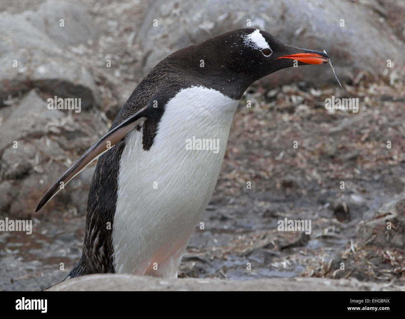 Pinguino Gentoo (Pygoscelis papua) portante una piuma per il suo prossimo, Penisola Antartica, Antartide Foto Stock