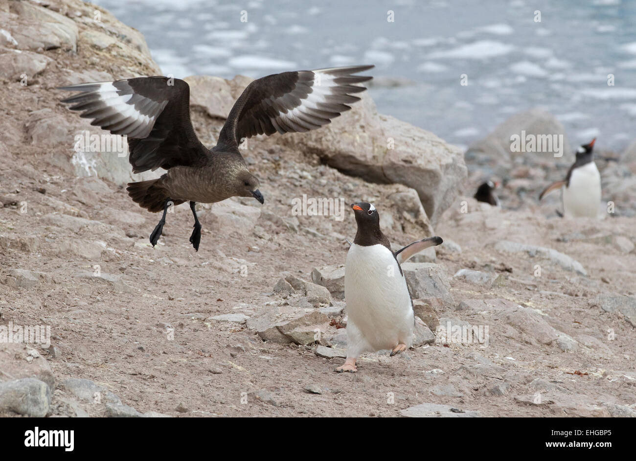 Antartico Skua marrone (Stercorarius antarcticus) affronta un pinguino Gentoo (Pygoscelis papua), penisola antartica, Antartide Foto Stock