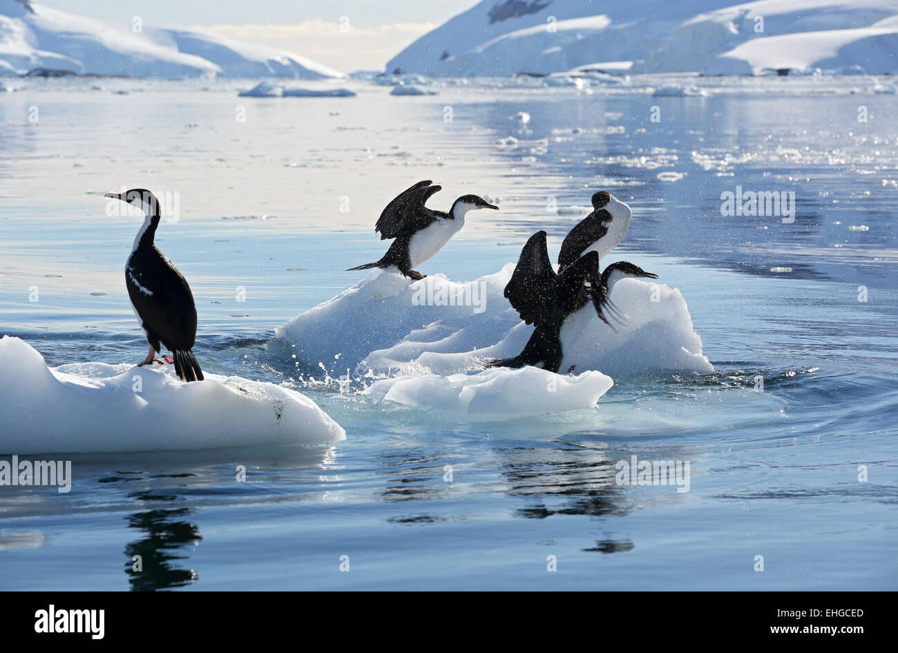 Antartico cormorani, blue-eyed shags su iceberg, Penisola Antartica, Antartide Foto Stock