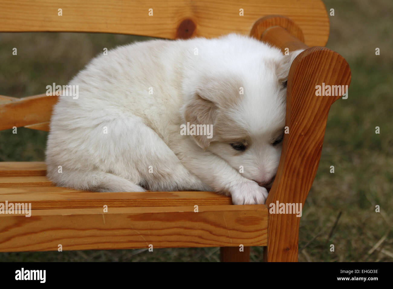 Cucciolo (Border Collie) Foto Stock