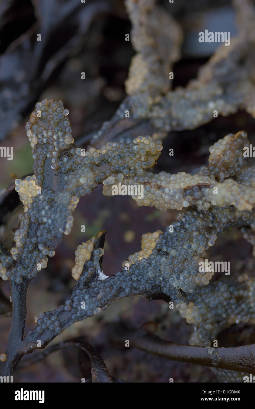 Aringa hard roe trovati a bassa marea attaccato ad alghe marine sulla costa del Pacifico in Vancouver Island vicino Comox British Columbia Canada Foto Stock