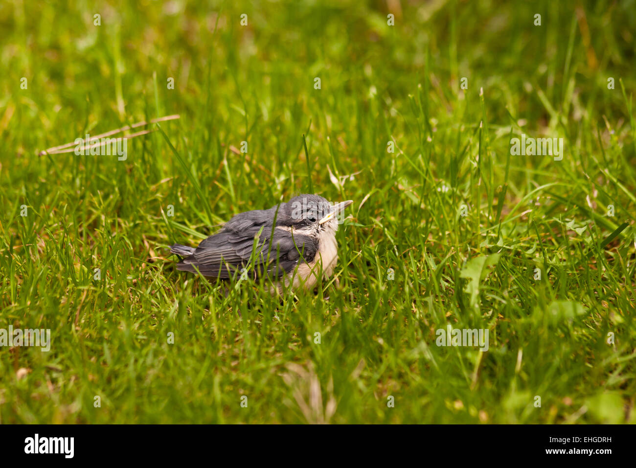 Giovane picchio muratore Foto Stock