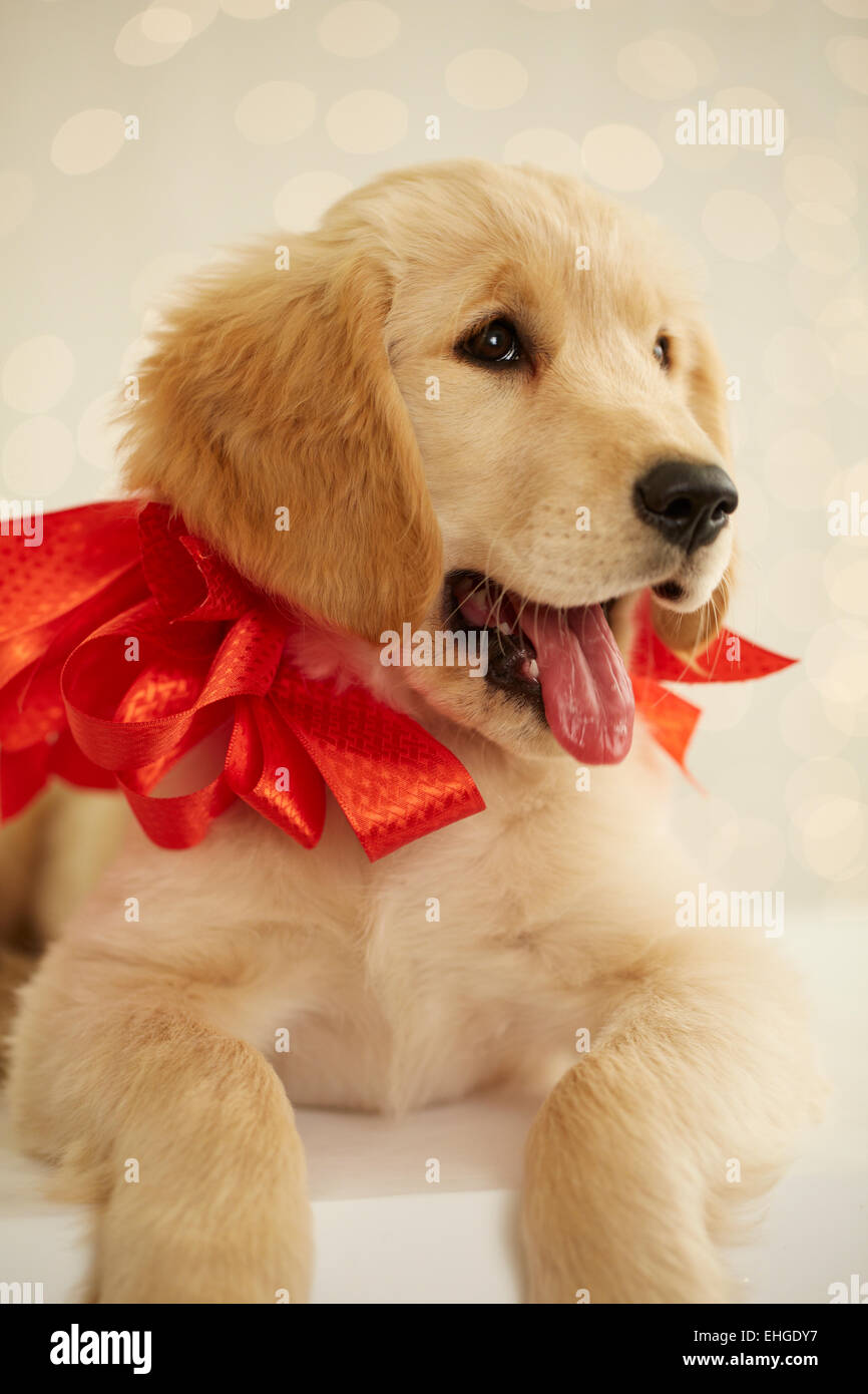 Golden Retriever cucciolo con fiocco rosso Foto Stock