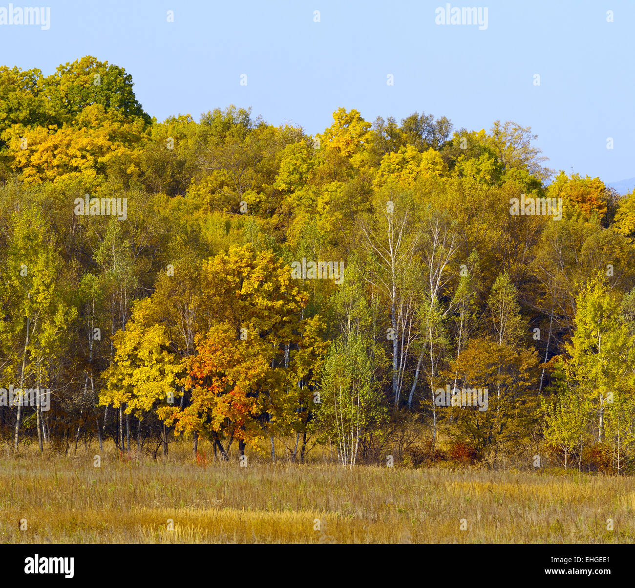 Paesaggio autunnale sull orlo di legno Foto Stock