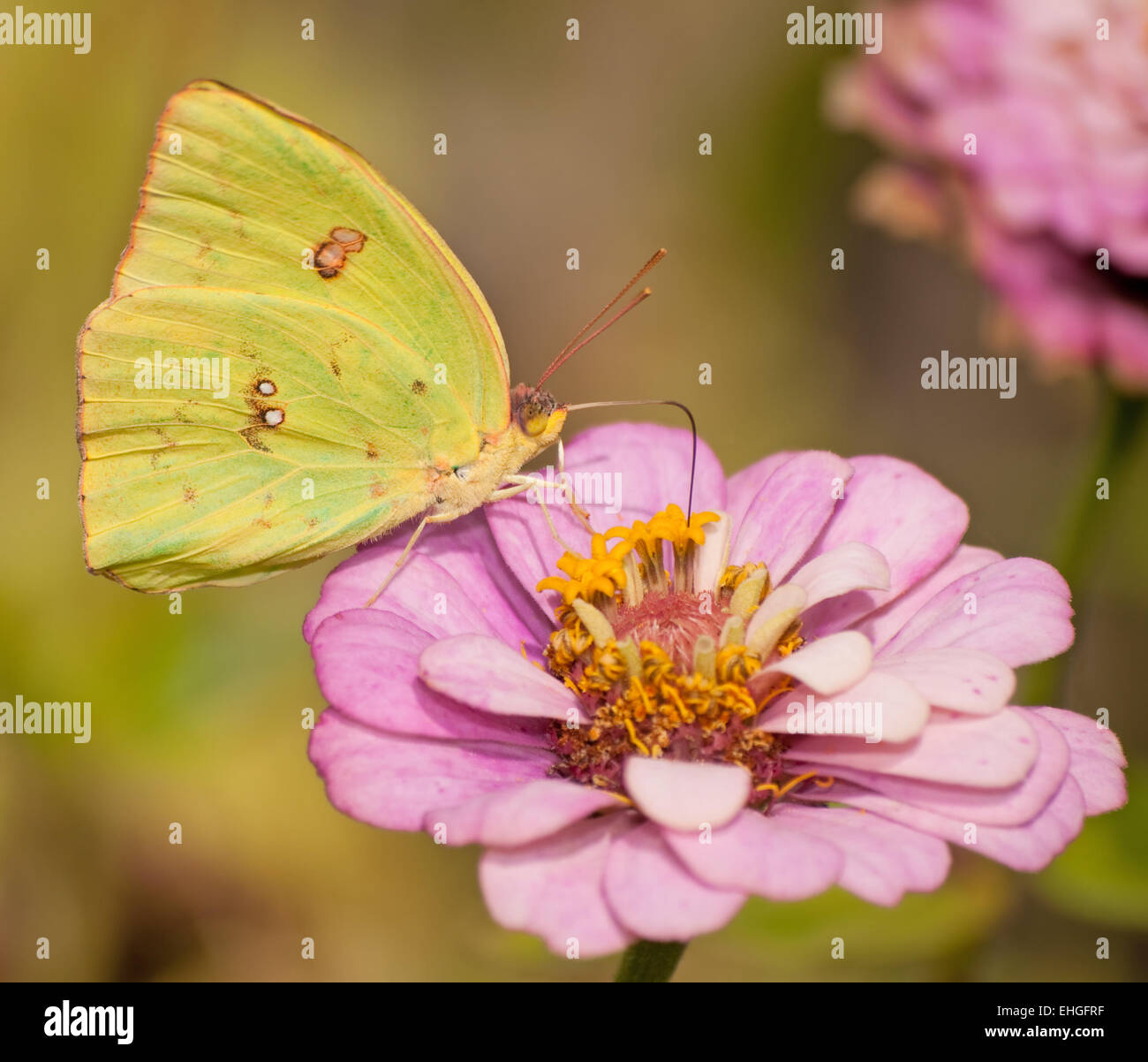 Giallo zolfo senza nuvole, Phoebis sennae butterfly Foto Stock