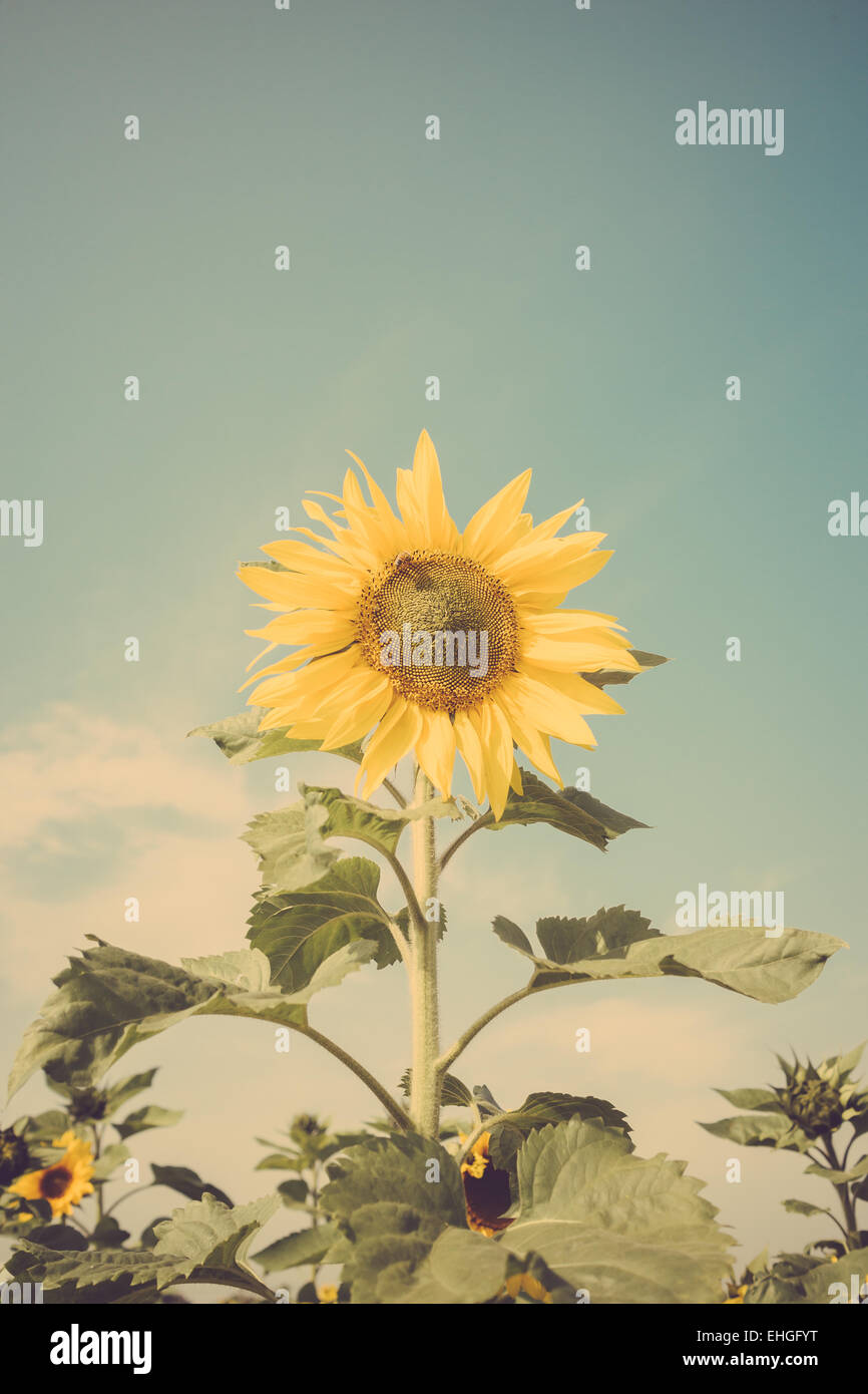 Girasole di Campo dei Fiori il cielo blu vintage retrò Foto Stock