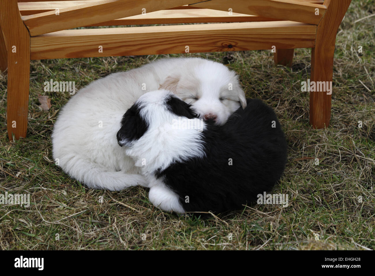 Cuccioli (Border Collies) Foto Stock