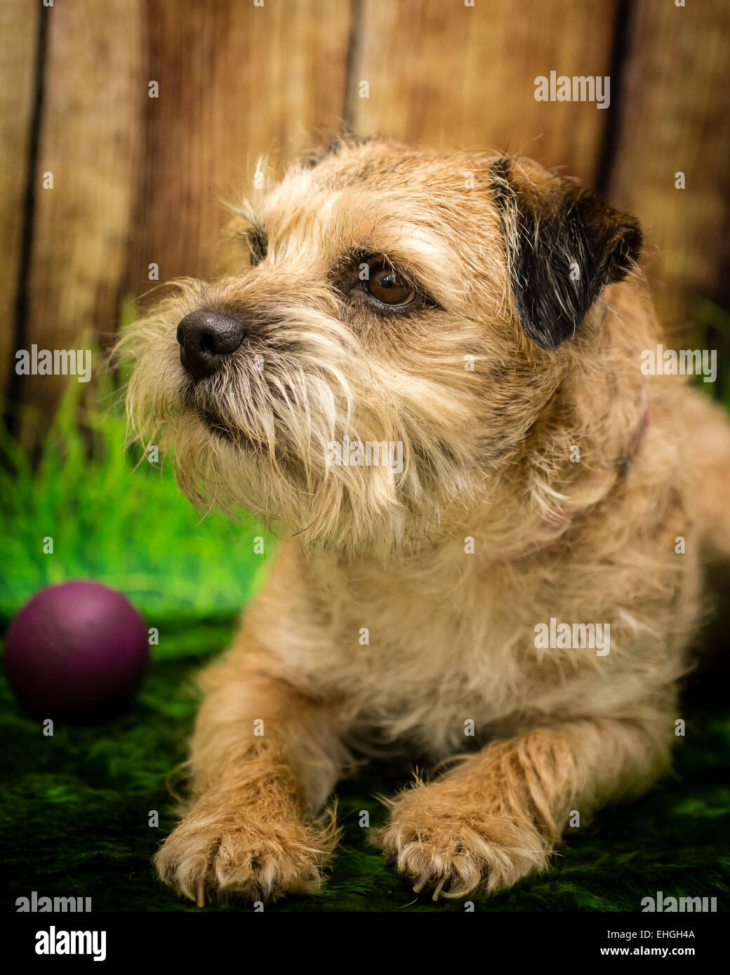 Una fotografia di un Border Terrier cane Foto Stock