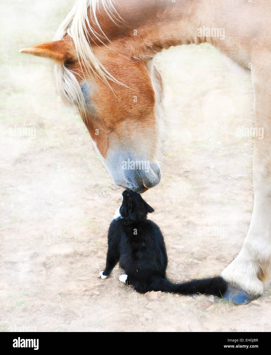 Immagine sognante di amici naso per naso - enorme progetto belga a cavallo e un piccolo gatto nero Foto Stock