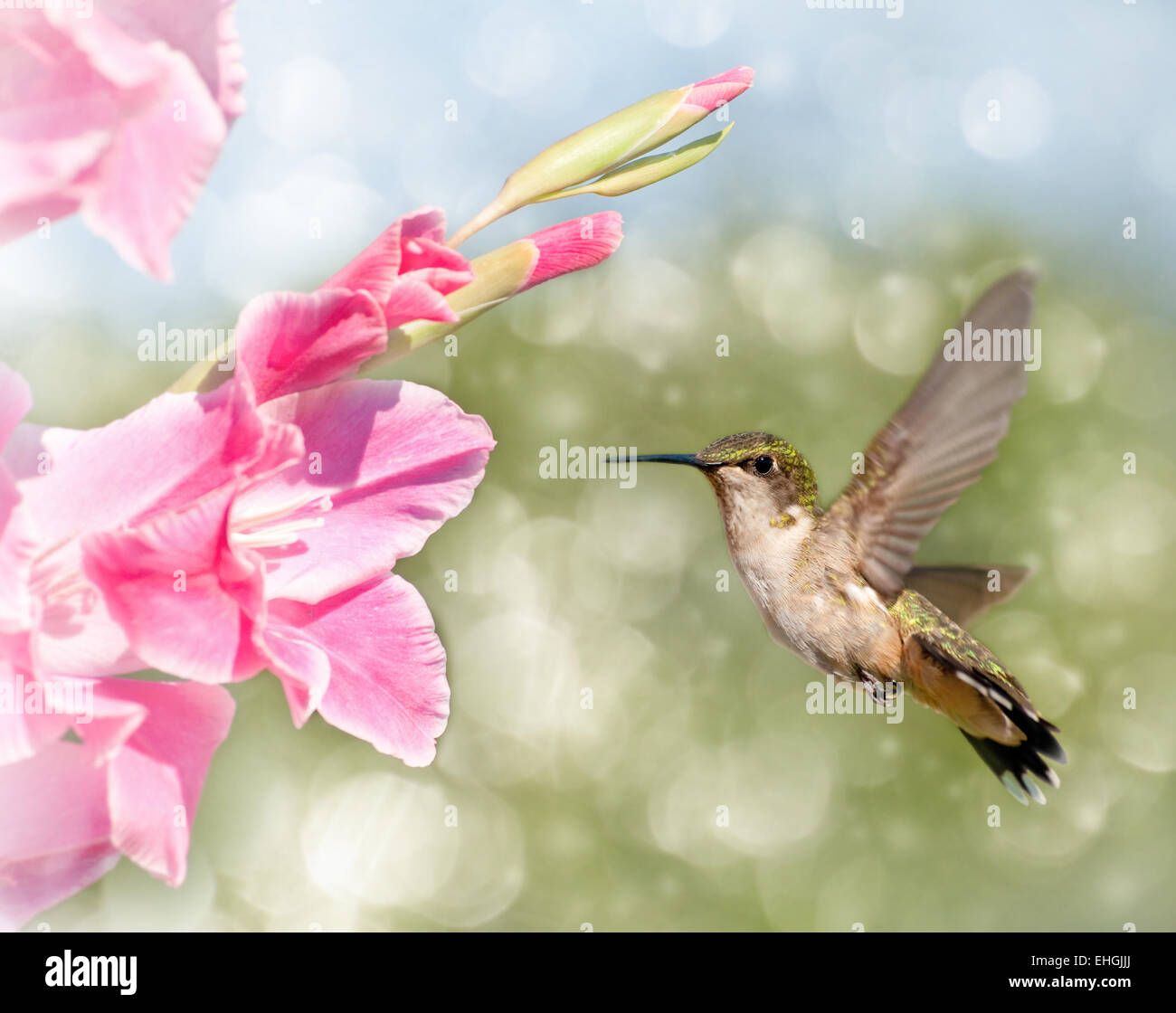 Immagine da sogno di un rubino-throated Hummingbird passando accanto a una rosa Gladiolus fiore Foto Stock