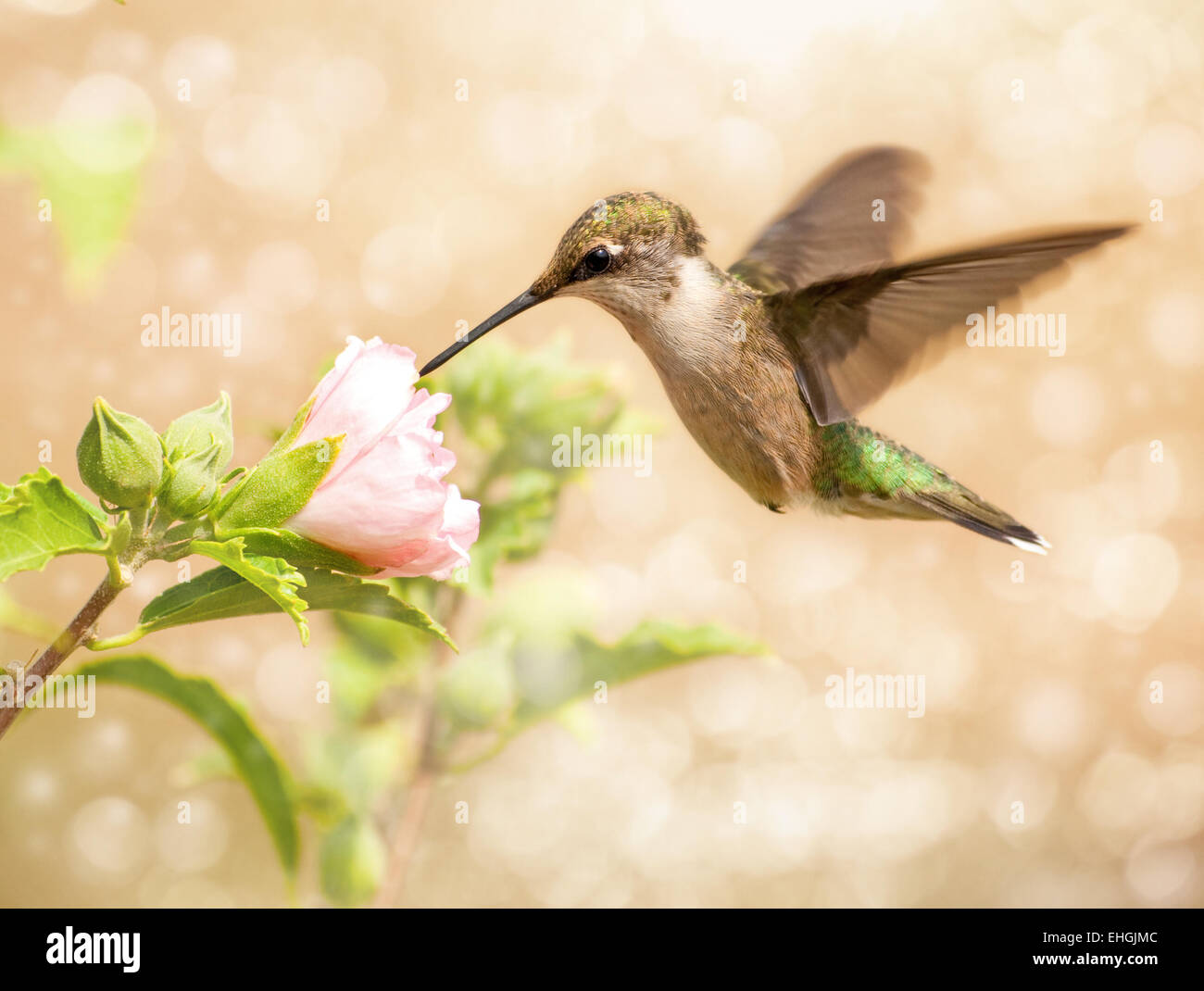 Immagine da sogno di un giovane maschio Hummingbird alimentazione su una luce rosa Althea flower Foto Stock