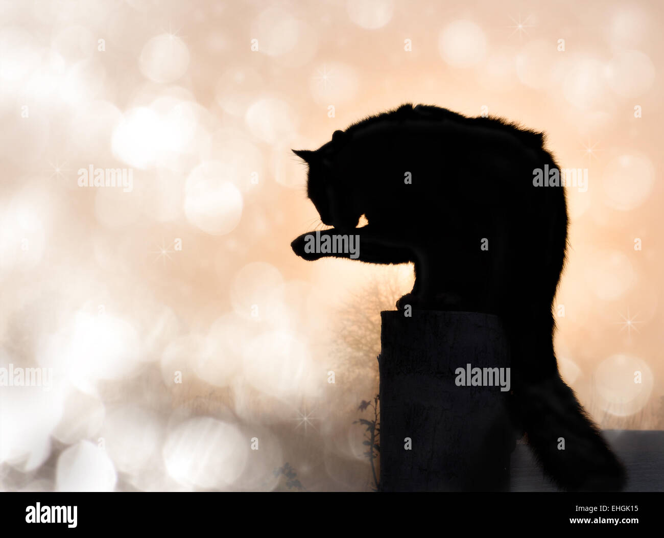 Immagine da sogno di un nero capelli lunghi cat in silhouette lavando la sua zampata Foto Stock