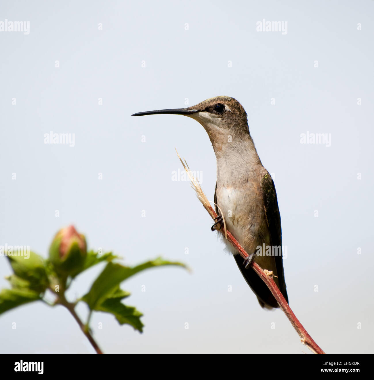 Femmina di Ruby-throated Hummingbird appollaiato su un ramoscello contro il cielo nuvoloso Foto Stock