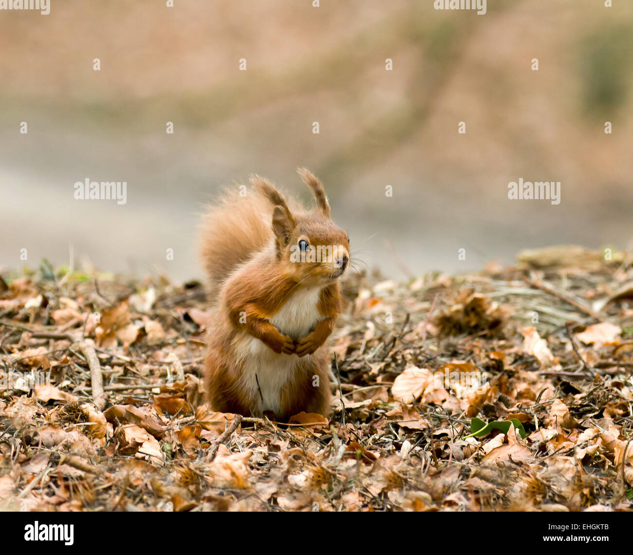 Carino scoiattolo rosso su Brownsea Island Foto Stock