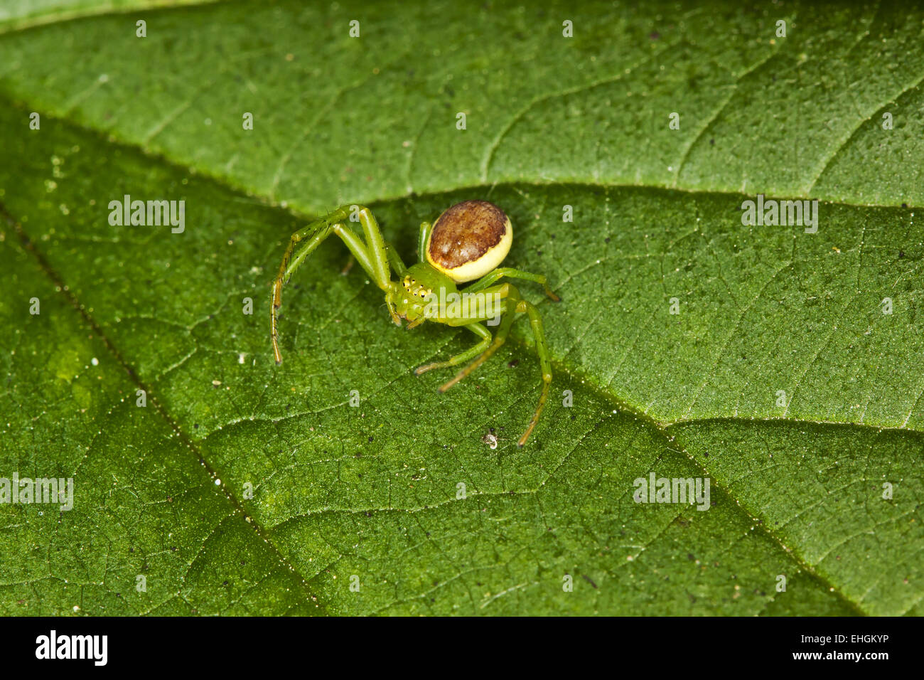 Diaea dorsata, verde ragno granchio Foto Stock