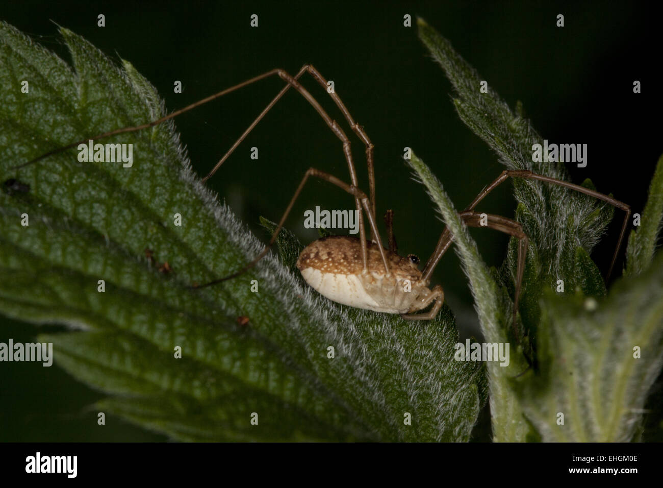 Rilaena triangularis, Harvestman Foto Stock