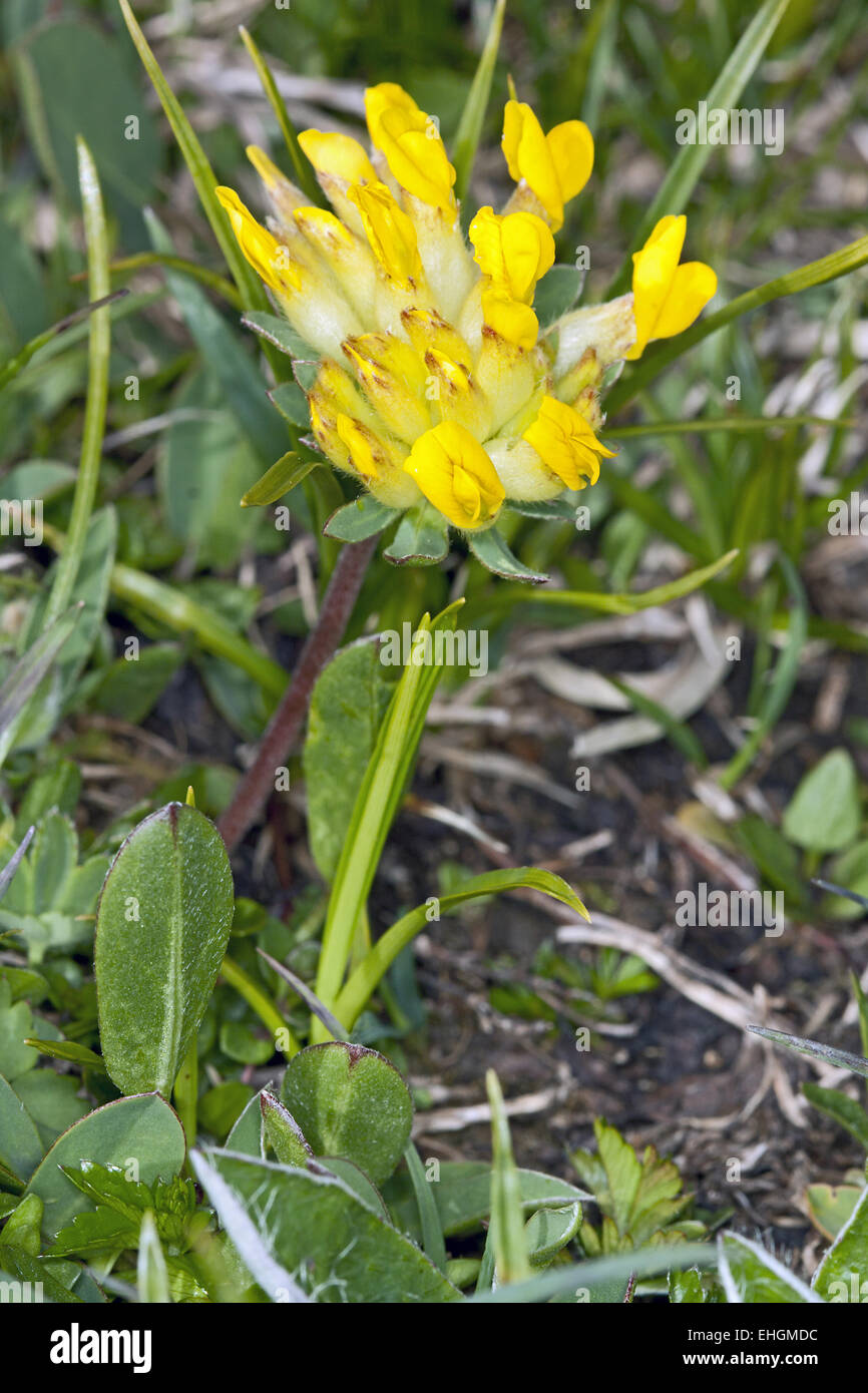 Anthyllis vulneraria, Woundwort Foto Stock