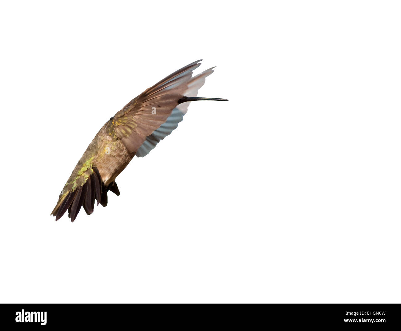 Ruby-throated Hummingbird sfiorando con le sue ali distesa in avanti; su bianco Foto Stock