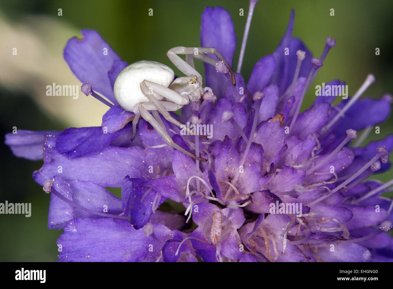 Misumena vatia, oro ragno granchio Foto Stock