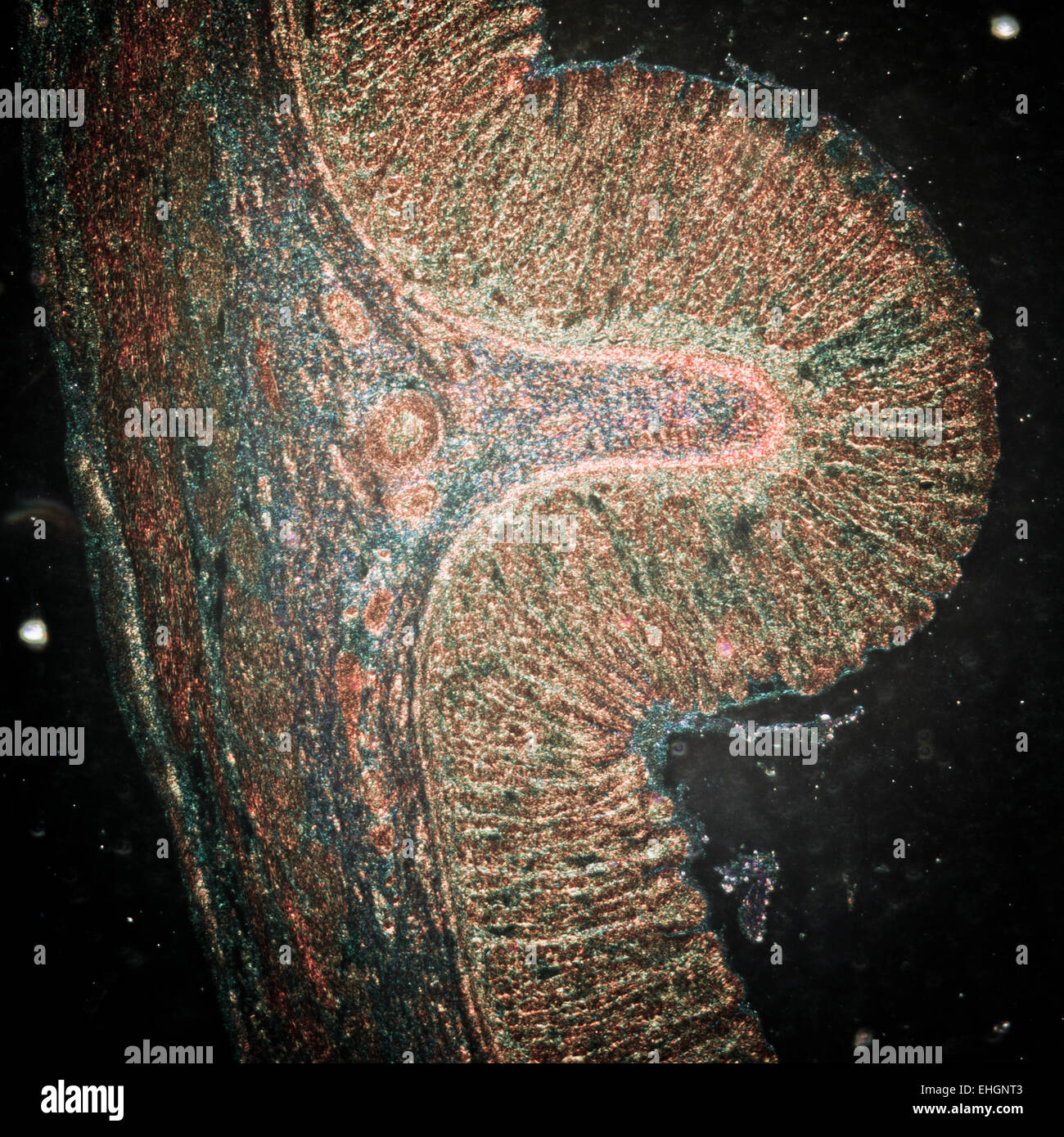 Micrografia di tessuto dello stomaco Foto Stock